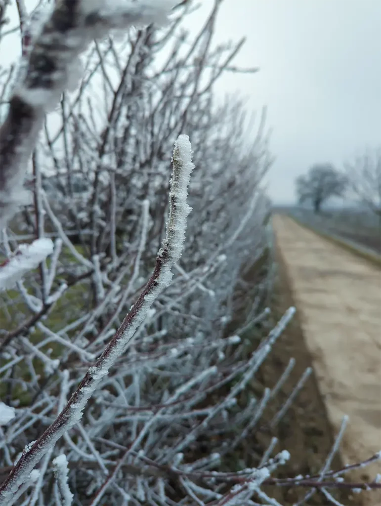 Frostkristalle auf kahlen Zweigen entlang eines Feldwegs an einem grauen Wintertag