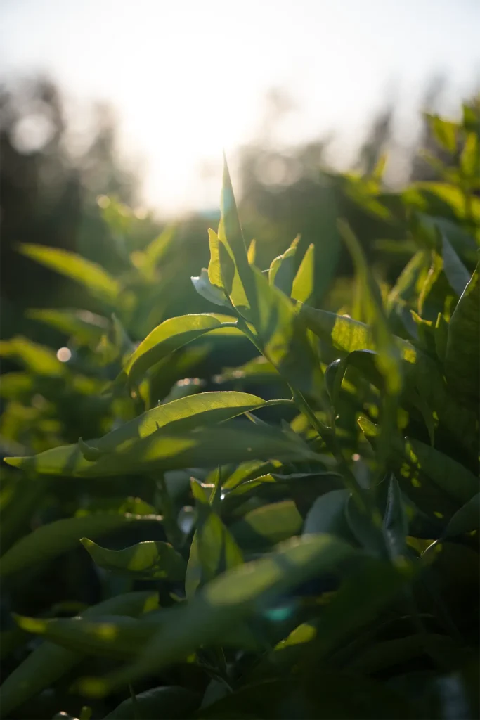 Frische Zitrusblätter im glänzenden Gegenlicht der Sonne