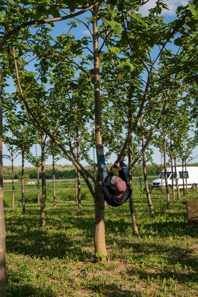 Mann hängt spielerisch an einem Blauglockenbaum inmitten einer Baumplantage