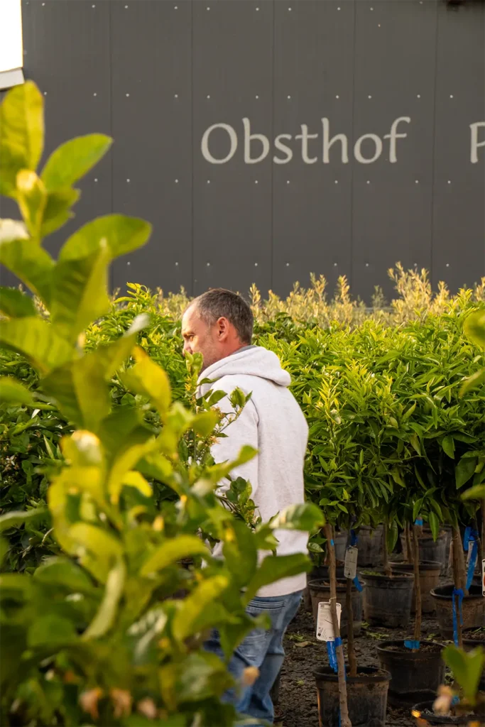Mann im grauen Hoodie geht durch Reihen junger Zitruspflanzen in der Baumschule vor schwarzer Obsthof Wand