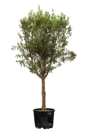 Kleiner Olivenbaum im Topf mit mediterranem Flair