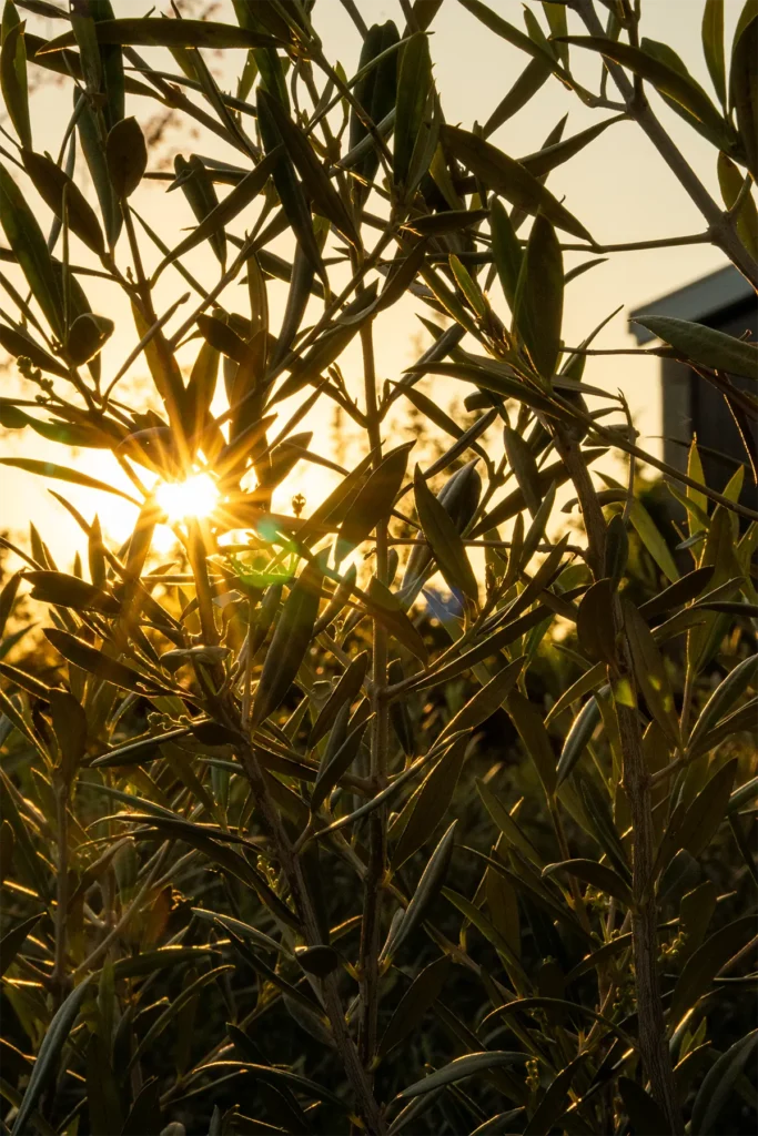 Sonnenlicht glitzert durch junge Olivenzweige im warmen Abendlicht