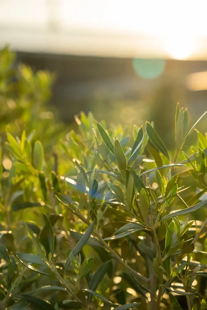 Blättrige Olivenzweige im warmen Gegenlicht der Abendsonne mit weichem Bokeh