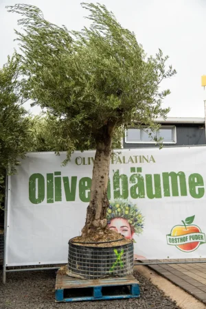 Großer Olivenbaum mit kräftigem Stamm in rustikalem Terrakottatopf im Garten