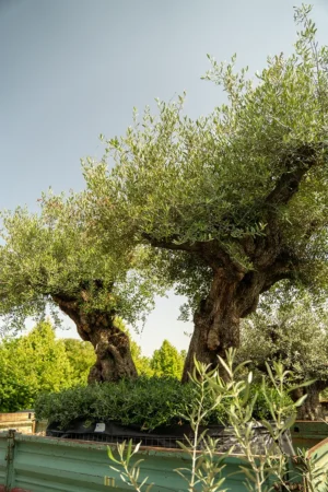 Sehr großer Olivenbaum mit starker Krone im Freiland, mediterraner Hintergrund