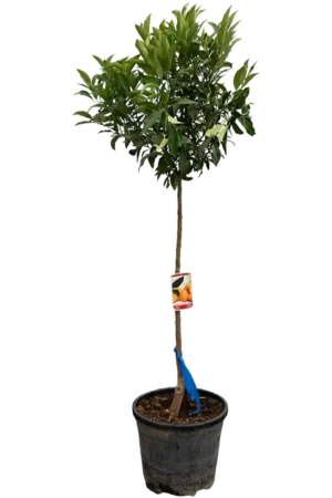 Kumquatbaum