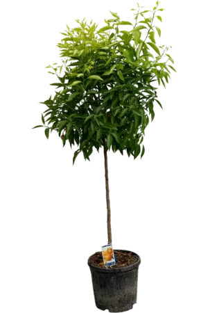 Mandarinenbaum