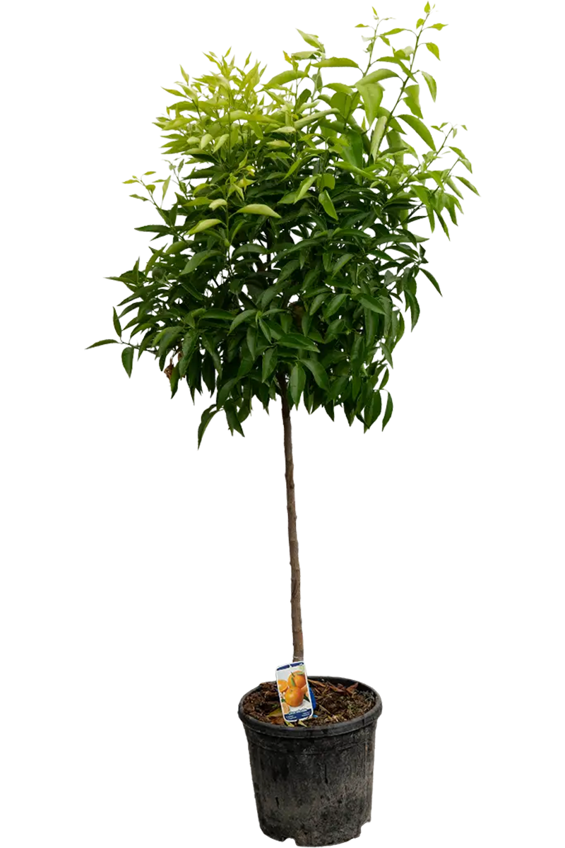 Mandarinenbaum
