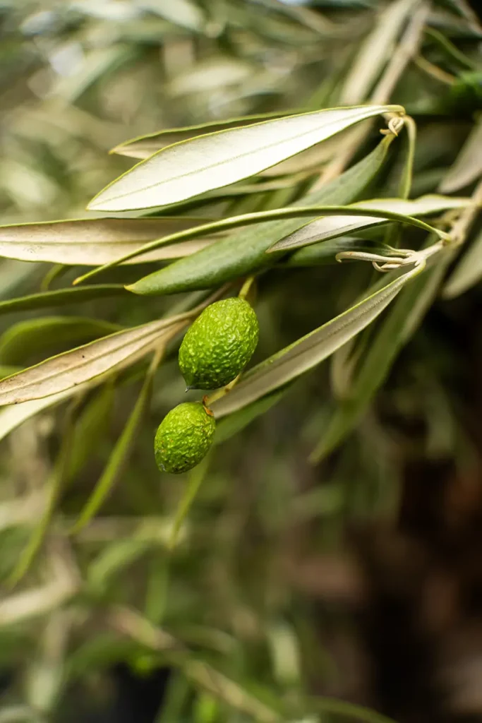 Nahaufnahme eines Olivenzweigs mit zwei kleinen grünen Oliven und silbrig-grünen, schmalen Blättern – natürliche, mediterrane Pflanzenstruktur.