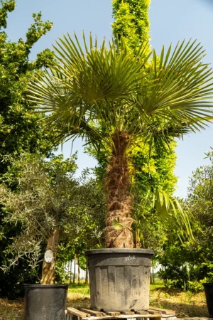 Winterharte Palme mit buschigem Wuchs und kräftigem Stamm in mediterranem Ambiente