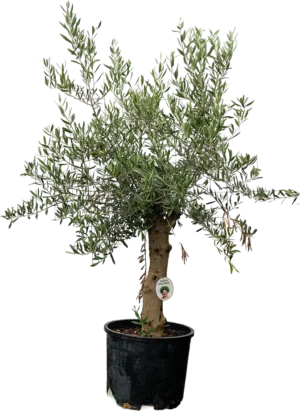 Mittelgroßer Olivenbaum mit zartem Wuchs auf Terrasse vor weißer Wand